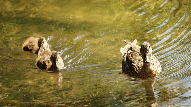 Enten Entenküken Neugierde Wasser Schwimmen