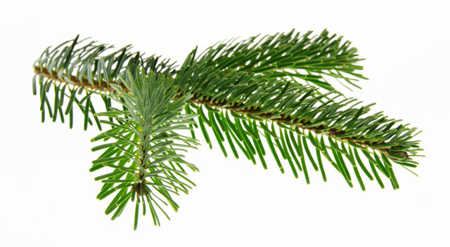 nordmann-tannenzweig